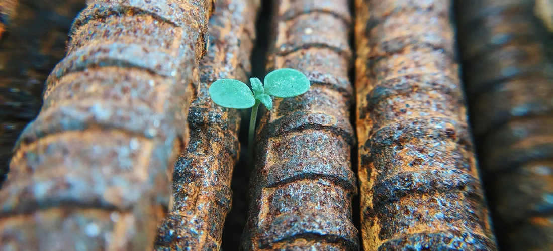 Un pequeño brote verde creciendo entre varillas de metal oxidadas